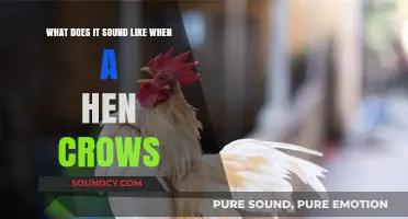 Unusual Sounds: What Does It Sound Like When a Hen Crows?