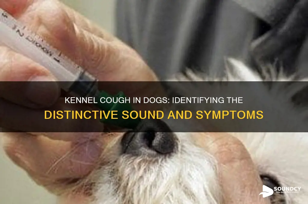what does kennel cough sound like on a dog