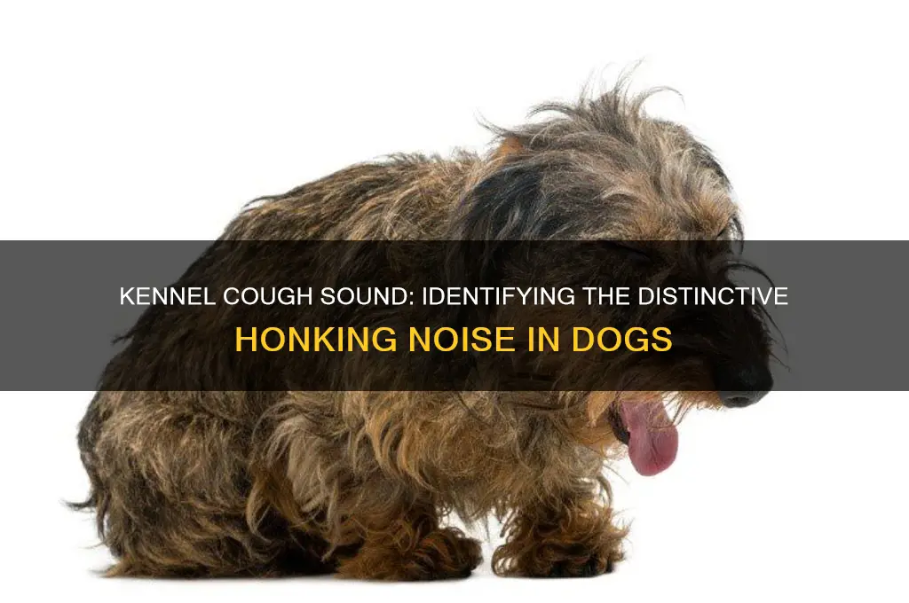 what does kennel cough sound