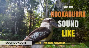Unveiling the Unique and Hilarious Call of the Kookaburra Bird