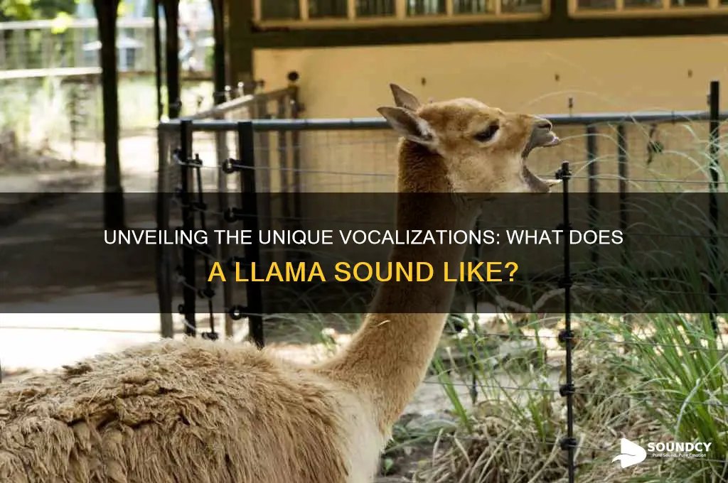 what does llama sound like