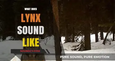 Unveiling the Mysterious Vocalizations: What Does a Lynx Sound Like?