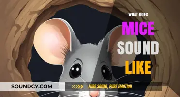 Unveiling the Mysterious Sounds of Mice: What Do They Really Sound Like?