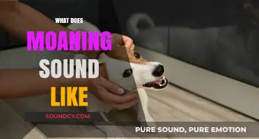 Decoding Moans: Understanding the Sounds and Meanings Behind Them