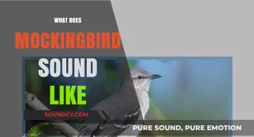 Discover the Unique and Enchanting Sounds of Mockingbirds