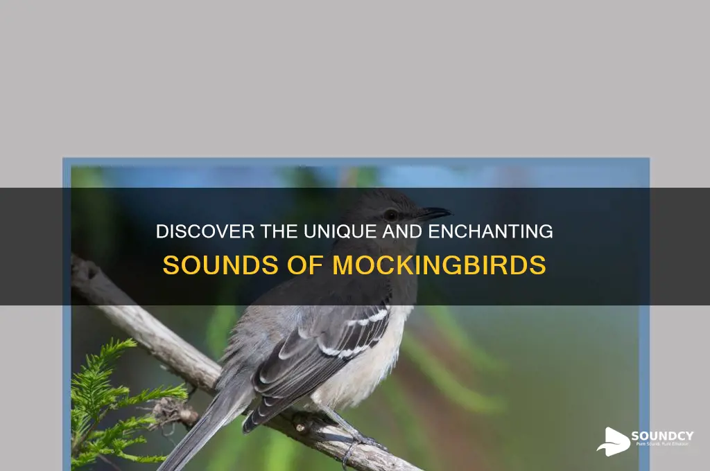 what does mockingbird sound like