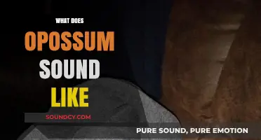Unveiling the Mysterious Sounds of Opossums: What Do They Really Sound Like?