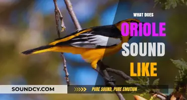 Discover the Unique and Enchanting Sounds of Orioles in Nature