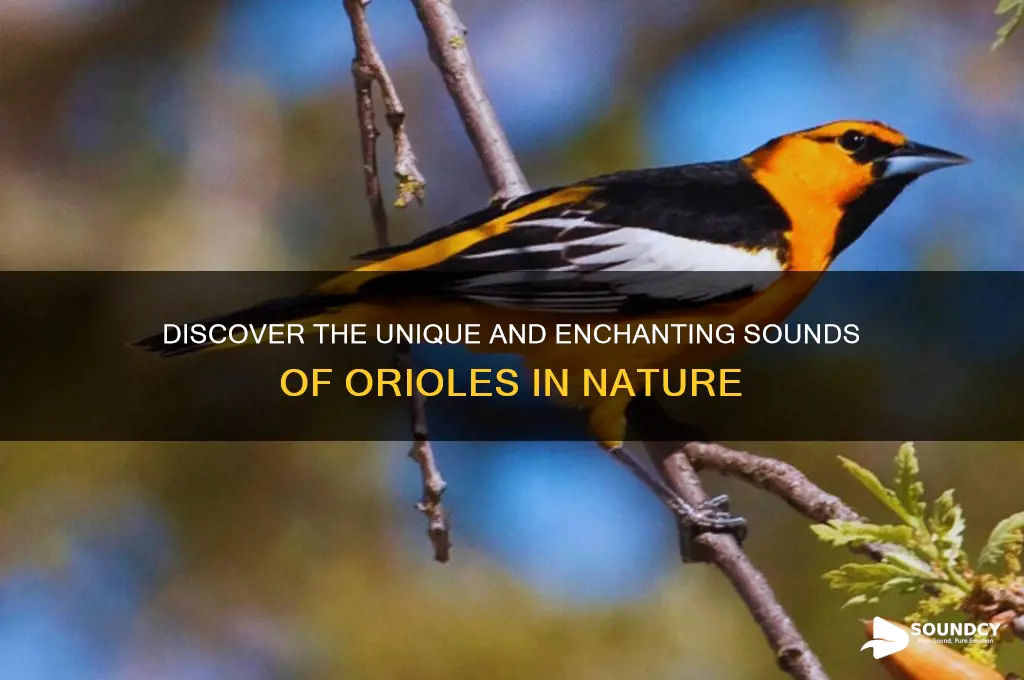 what does oriole sound like
