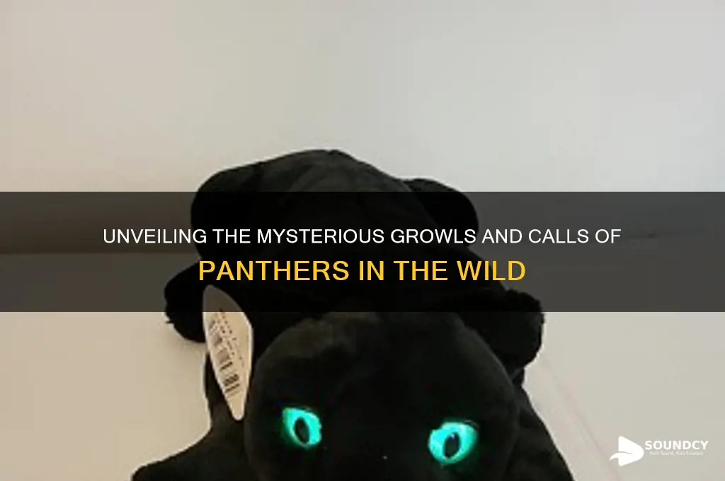 what does panther sound like