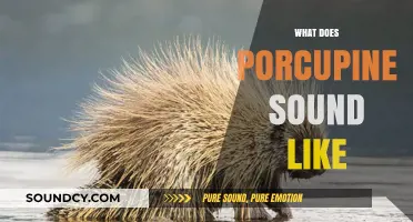 Unveiling the Unique Sounds of Porcupines: What Do They Really Sound Like?