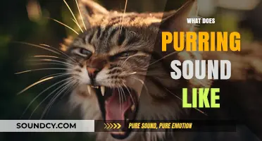 Decoding the Soothing Melody: What Does a Cat's Purr Sound Like?