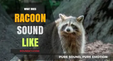 Unveiling the Unique Vocalizations: What Does a Raccoon Sound Like?
