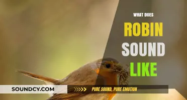 Discover the Unique and Enchanting Sounds of a Robin's Song