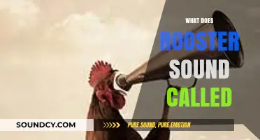 What is the Rooster's Crow Called? Unraveling the Iconic Sound