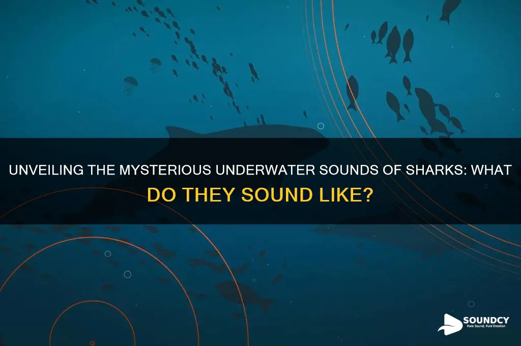 what does shark sound like
