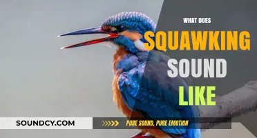 Unraveling the Unique Squawking Sounds: What Does It Really Sound Like?