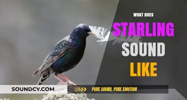 Discover the Unique and Enchanting Sounds of Starlings in Nature