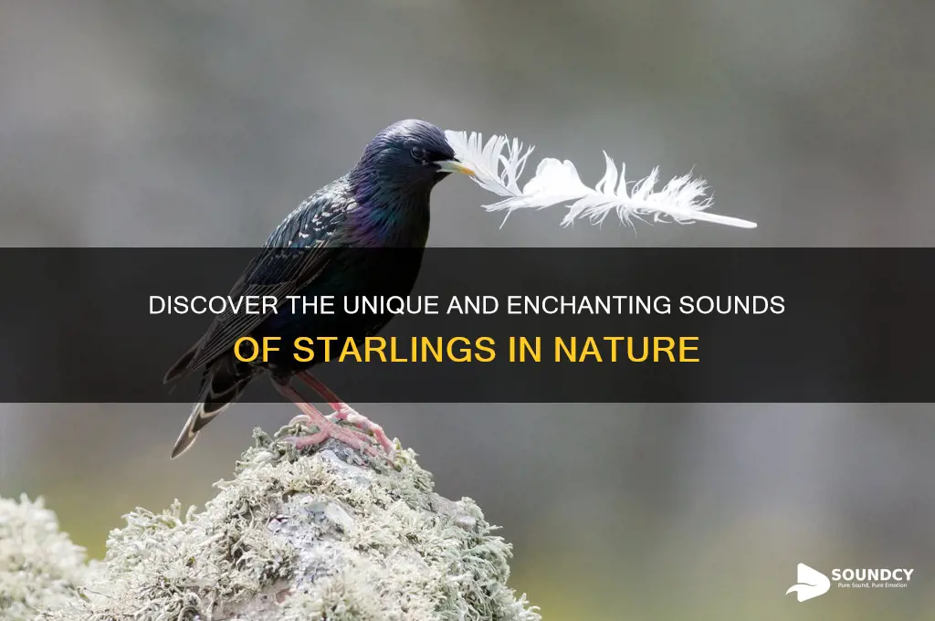 what does starling sound like