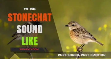 Discover the Unique and Enchanting Song of the Stonechat Bird
