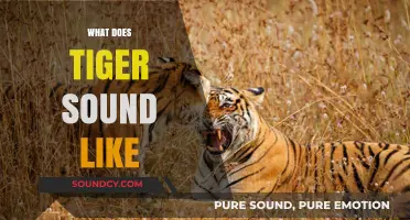 Unveiling the Majestic Roar: What Does a Tiger Sound Like?