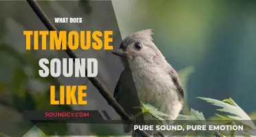 Discover the Unique and Charming Sounds of a Titmouse