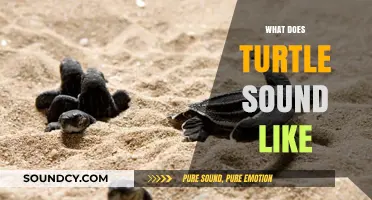 Unveiling the Unique Sounds of Turtles: What Do They Really Sound Like?