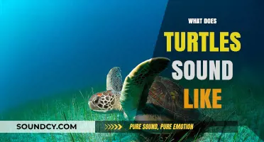 Unveiling the Surprising Sounds: What Do Turtles Actually Sound Like?