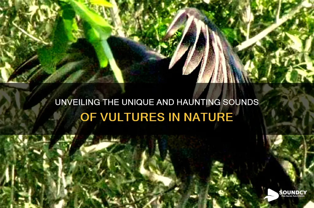 what does vulture sound like
