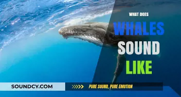 Exploring the Mystical Underwater Symphony: What Do Whales Sound Like?