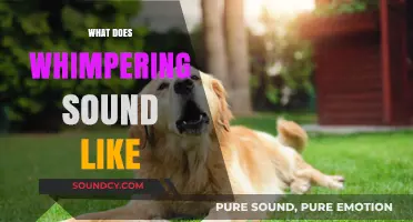 Understanding Whimpers: Decoding the Soft, Pitiful Sounds of Distress