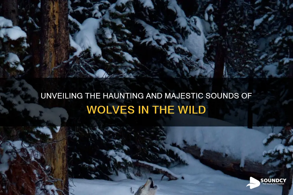 what does wolf sound like