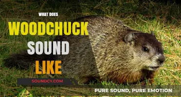 Unveiling the Unique Vocalizations: What Does a Woodchuck Sound Like?