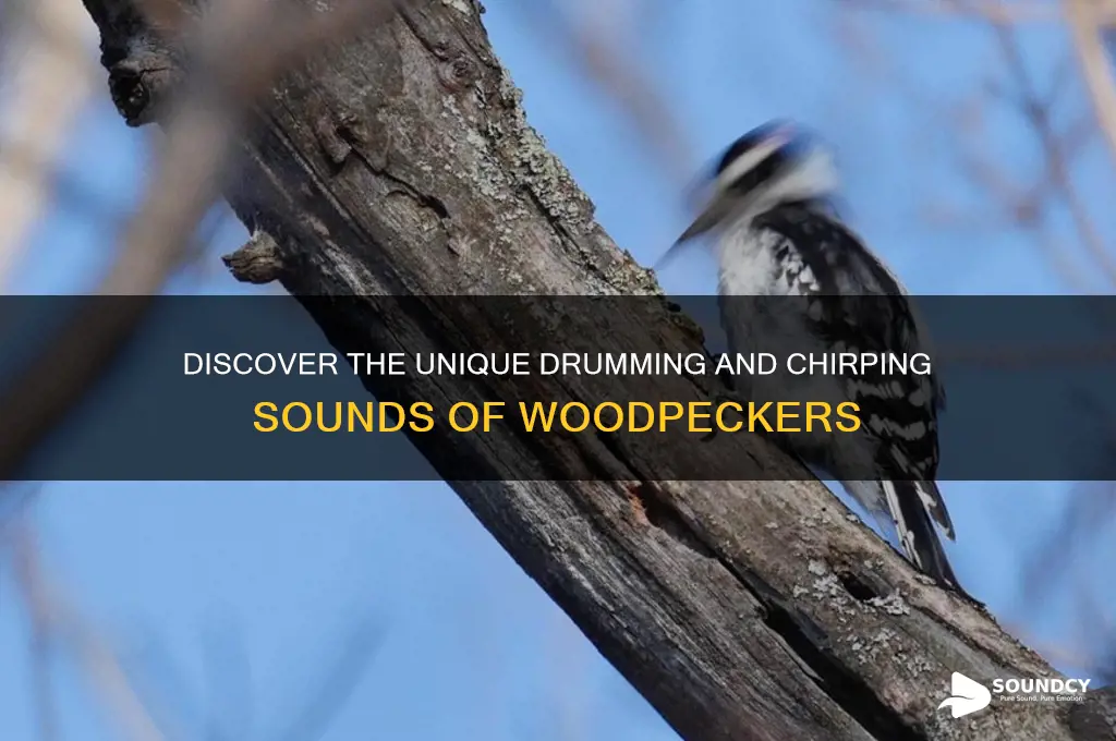 what does woodpecker sound like