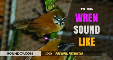 Discover the Unique and Enchanting Sounds of the Wren Bird