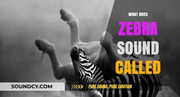 Unveiling the Unique Vocalization: What is a Zebra's Sound Called?