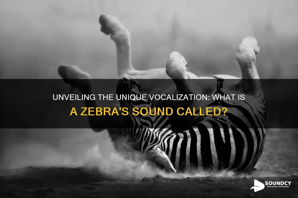 what does zebra sound called