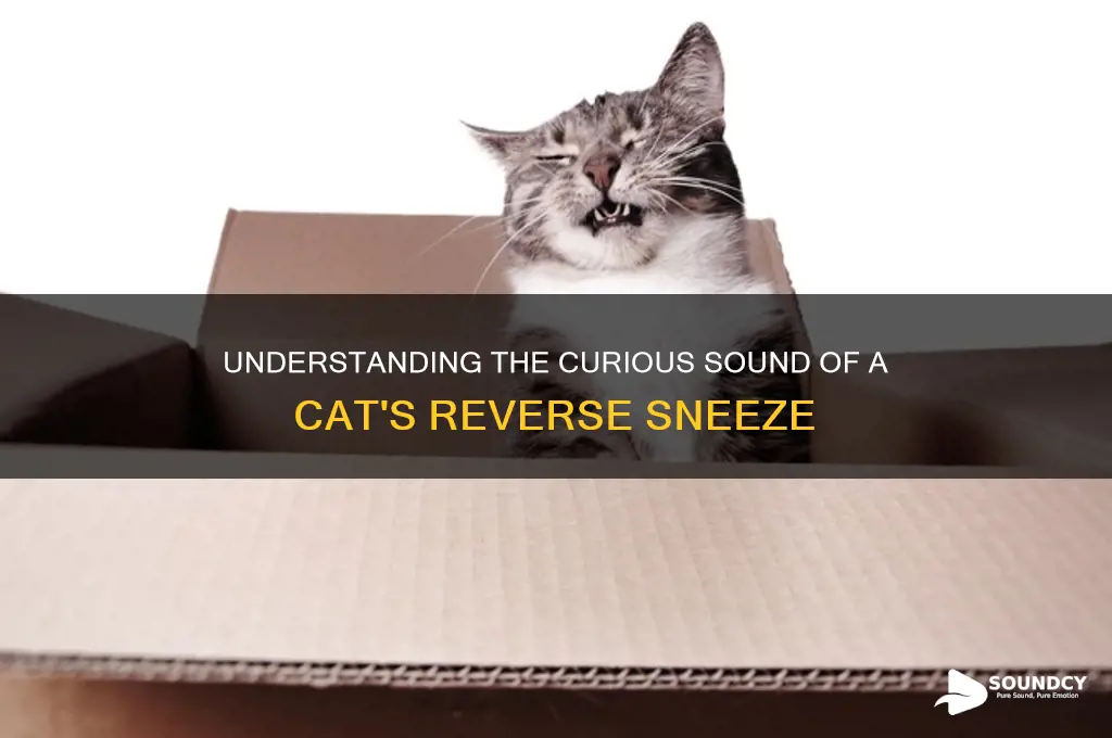what doescat reverse sneeze sound