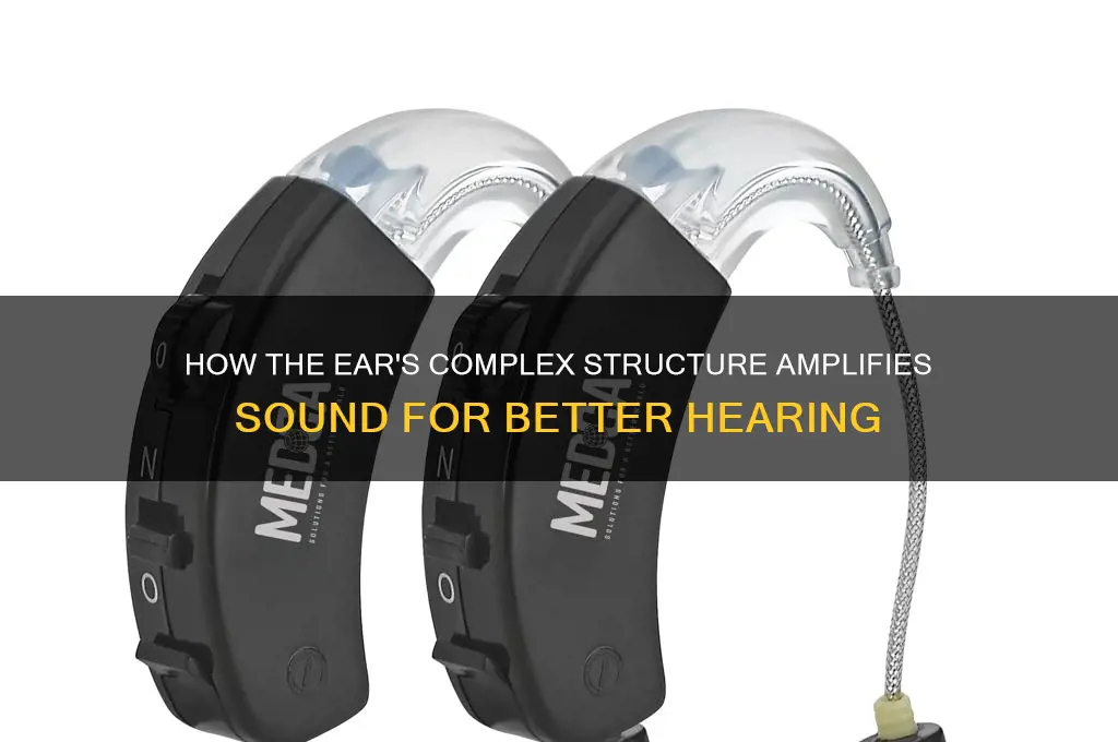 what ear structure amplifies sound