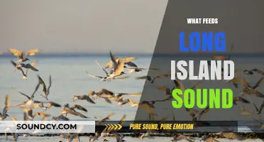 Unveiling the Vital Sources Sustaining Long Island Sound's Ecosystem