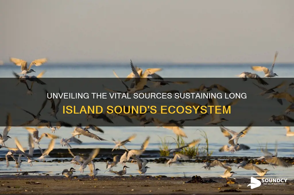 what feeds long island sound