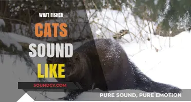 Uncovering the Eerie Calls: What Fisher Cats Sound Like at Night