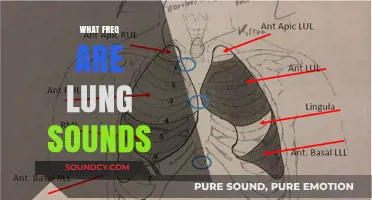 Understanding Lung Sound Frequencies: A Comprehensive Guide for Medical Professionals