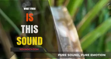 Identifying Frog Calls: Decoding the Mystery Sound in Your Backyard