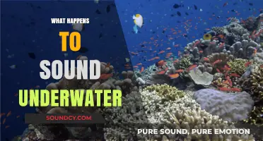 Exploring the Science of Sound: How Underwater Acoustics Work