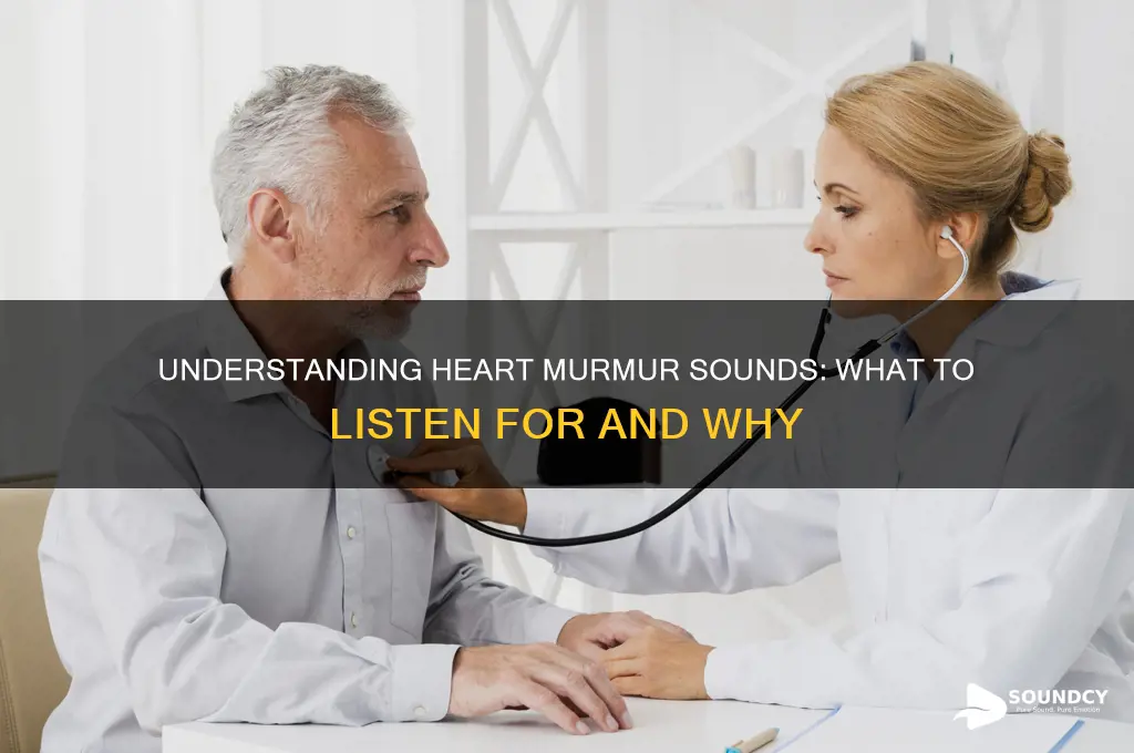 what heart murmur sound like