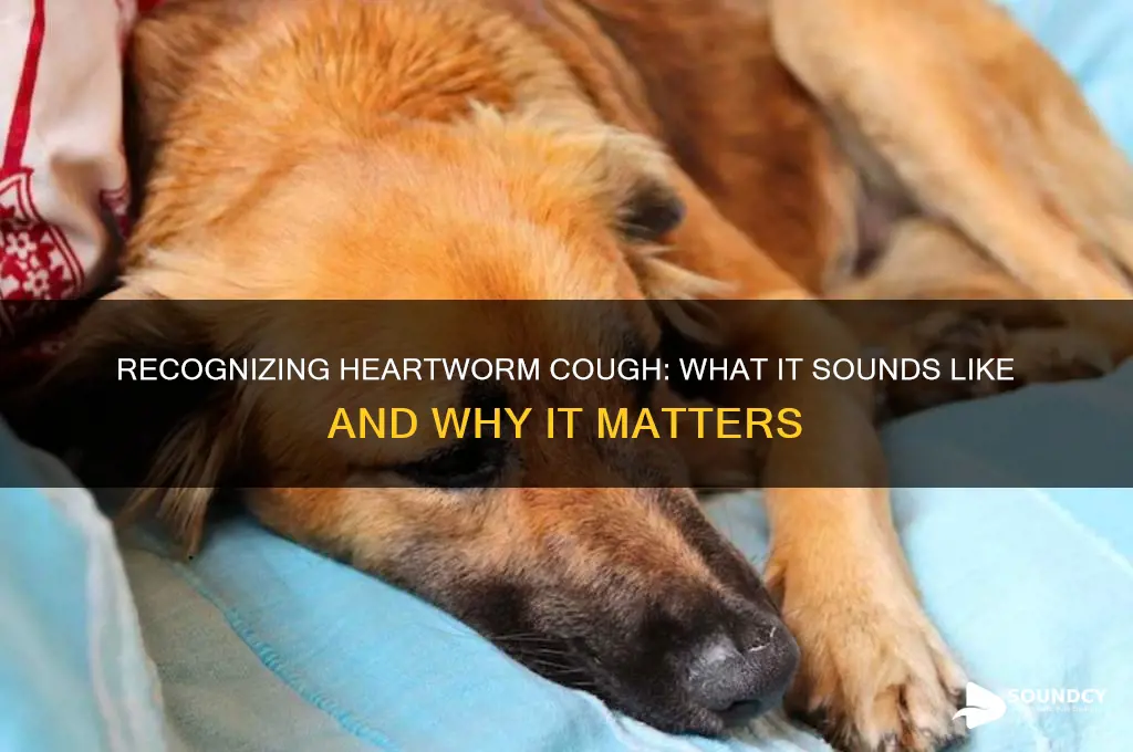what heartworm cough sounds like