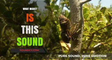 Identifying Mysterious Insect Sounds: Decoding Nature's Noisy Nighttime Symphony