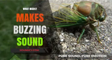 Unveiling the Buzz: Which Insect Creates That Familiar Humming Noise?