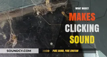 Unveiling the Mystery: Which Insect Creates the Clicking Sound?